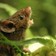 Musical Mice Sing to Fend Off Rivals